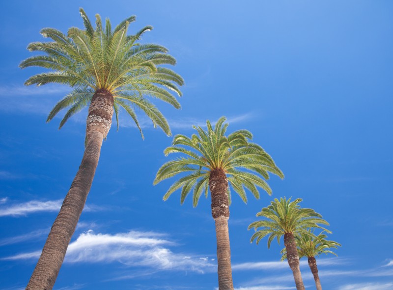 Scottsdale, AZ Palm Trees